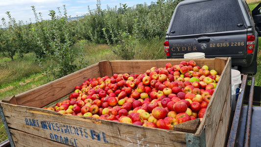 It's Australian Cider Day 2024!