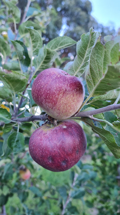 A pair of Kingston Black Apples growing on a tree in the Small Acres Cyder apple orchard